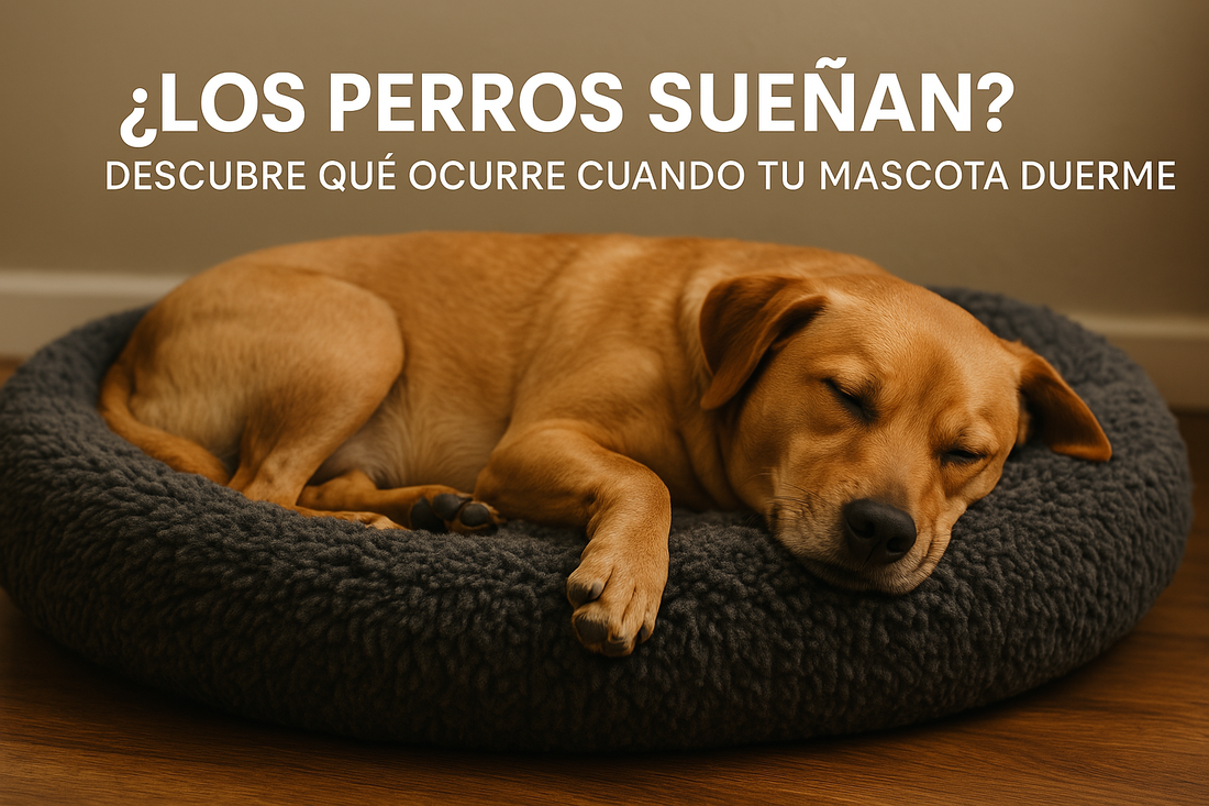 ¿Los Perros Sueñan? Descubre Qué Ocurre Cuando Tu Mascota Duerme.