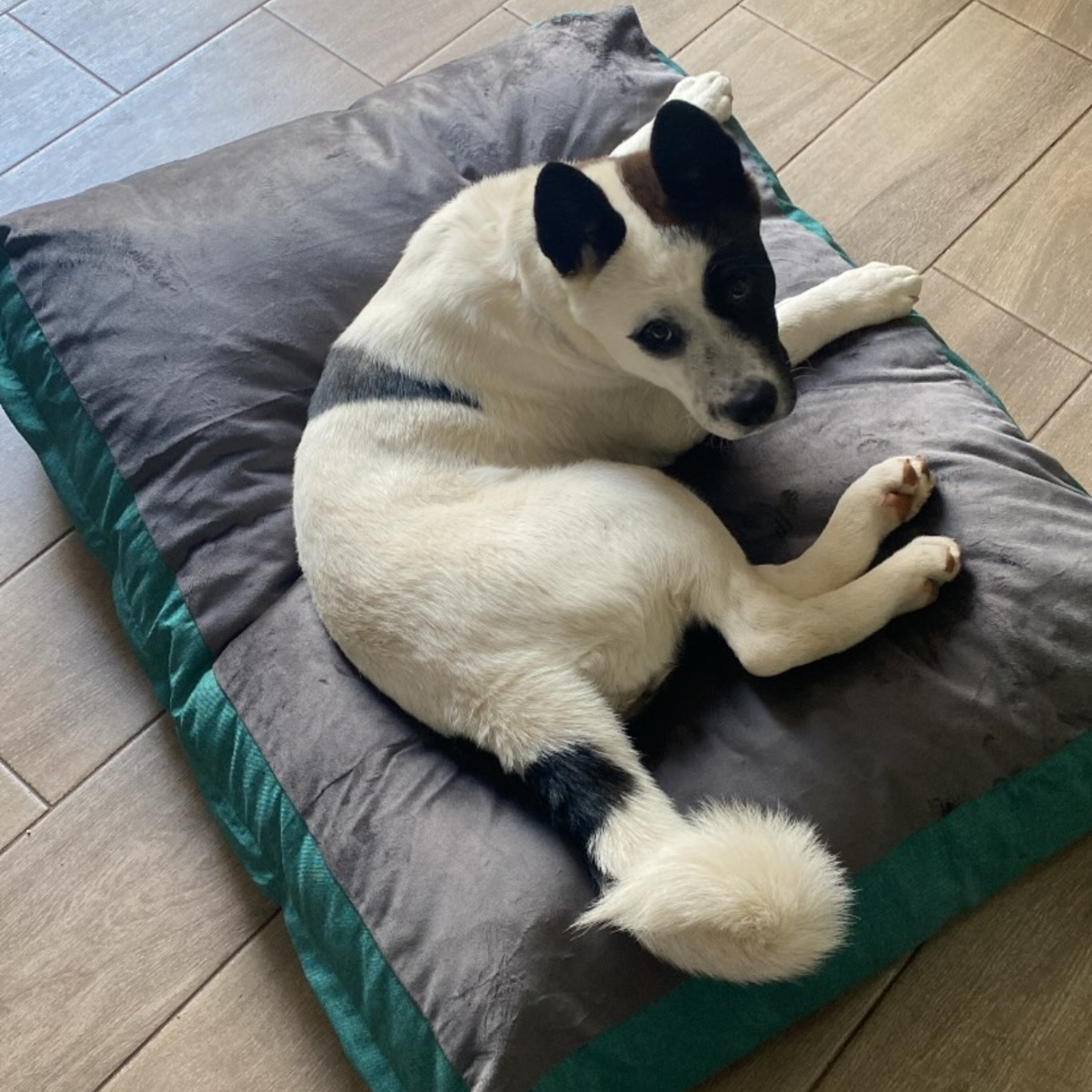 Cama DREAM - Gris con Turquesa-camas-para-perros