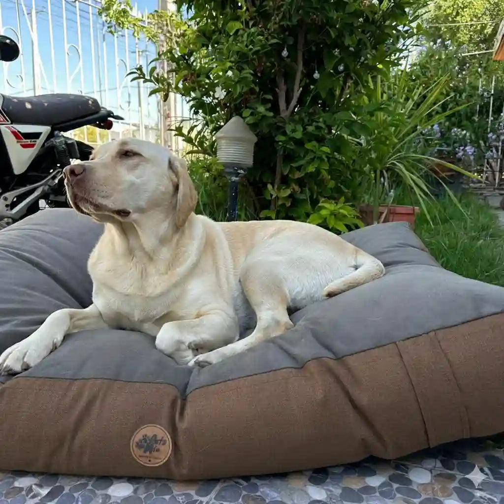 Cama DREAM - Cafécamas-para-perro