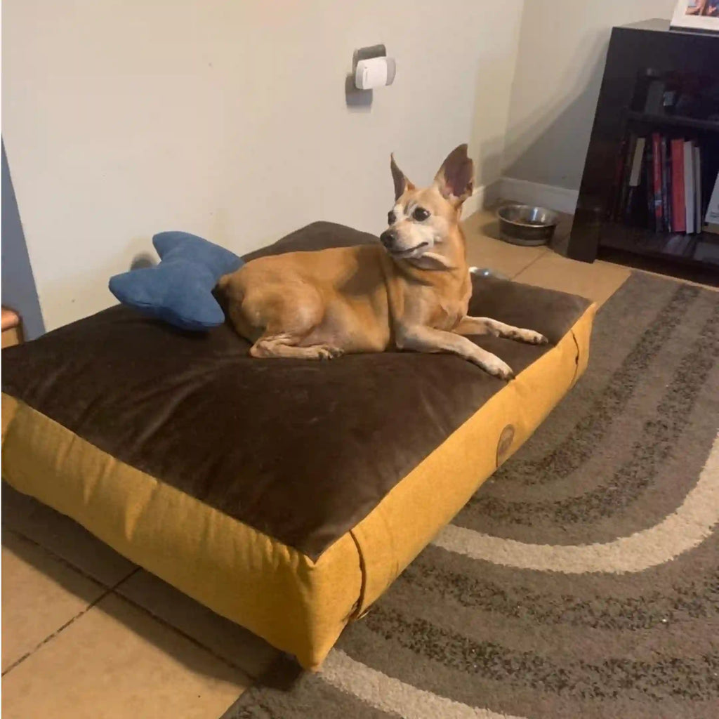Cama DREAM - Mostazacamas-para-perro