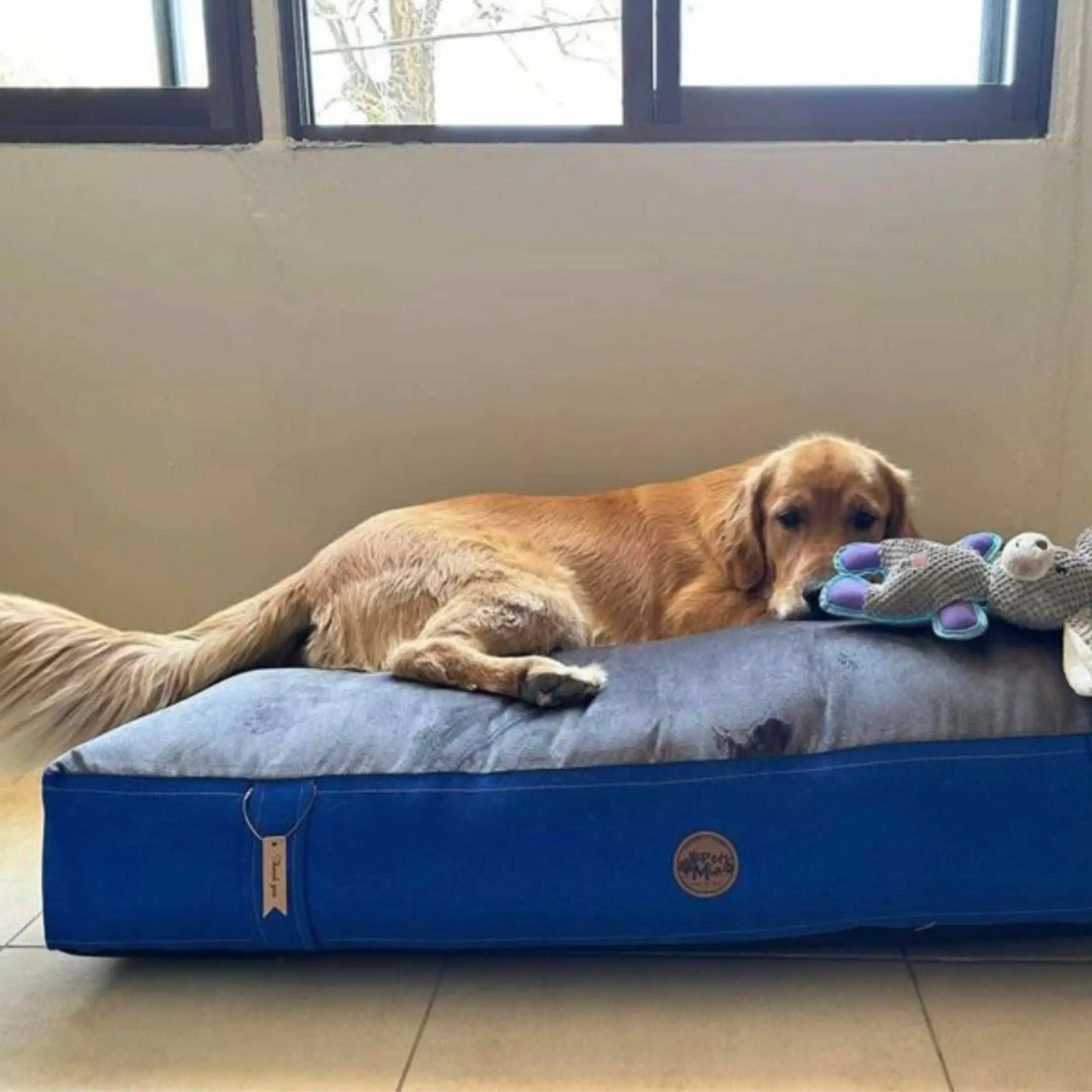 Cama DREAM - Azul reycamas-para-perro